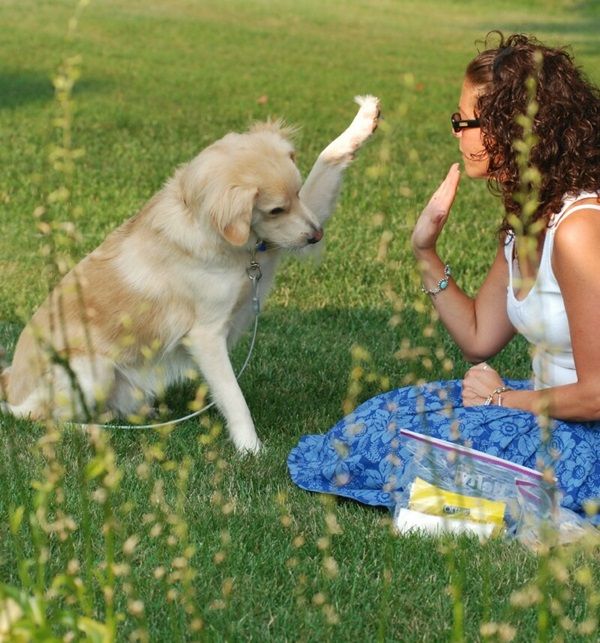 Top 10 Dog Training In Philadelphia City