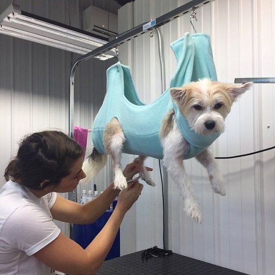 List Of Best 10 Mobile Pet Grooming Services in Dallas City
