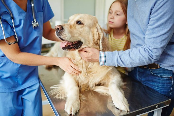 Best  10 Veterinary Clinics in San Jose City