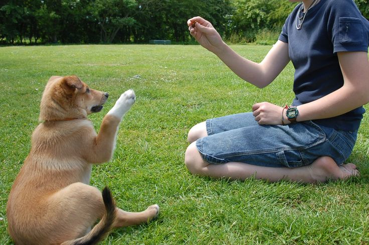 Popular 10 Dog Training in San Jose City