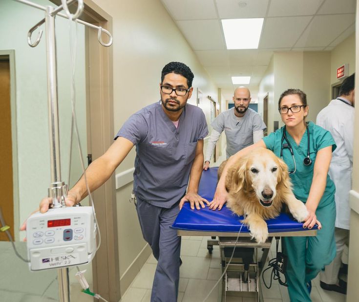 Popular Top 10 Emergency Vets in San Jose City