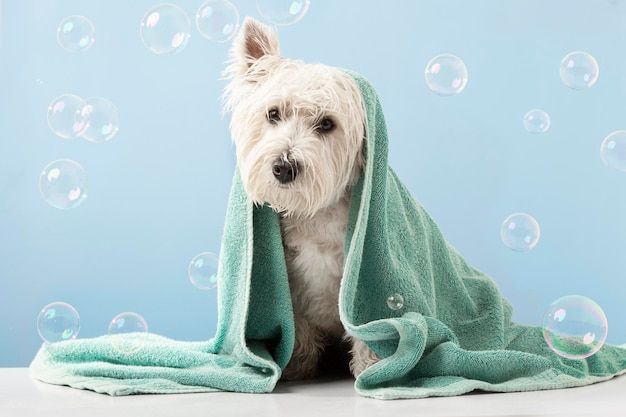 Popular Top 10 Pet Grooming in Austin City