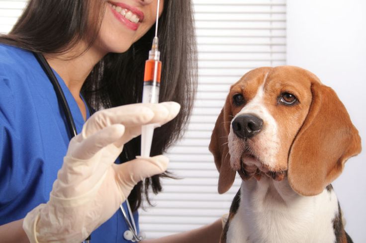 Best 10 Veterinary Clinics in Austin City