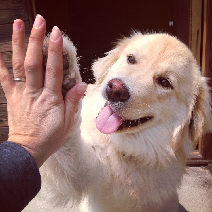Top Rated 10 Dog Training Services in Austin City