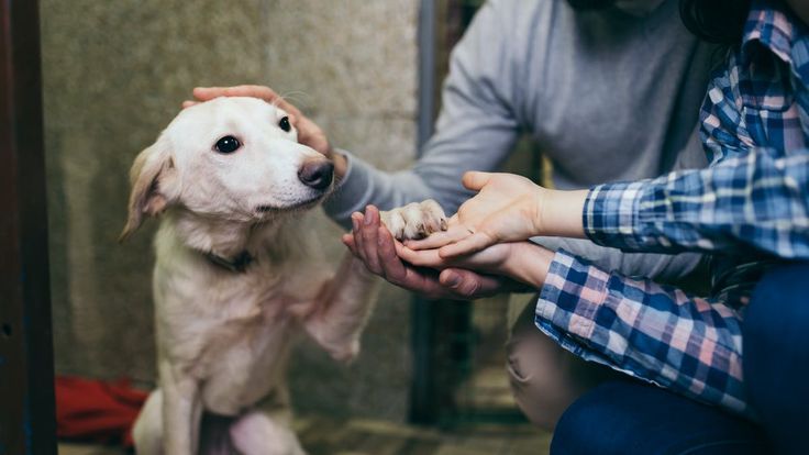 Best Of Top 10 Pet Adoption Services in Austin City