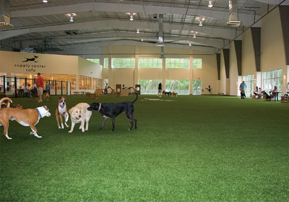 Best 10 Kennels in Austin City