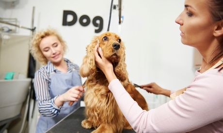Choice Best 10 Mobile Pet Grooming in Austin City