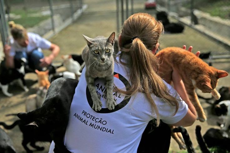 Top 10 Animal Welfare Organizations in Miami