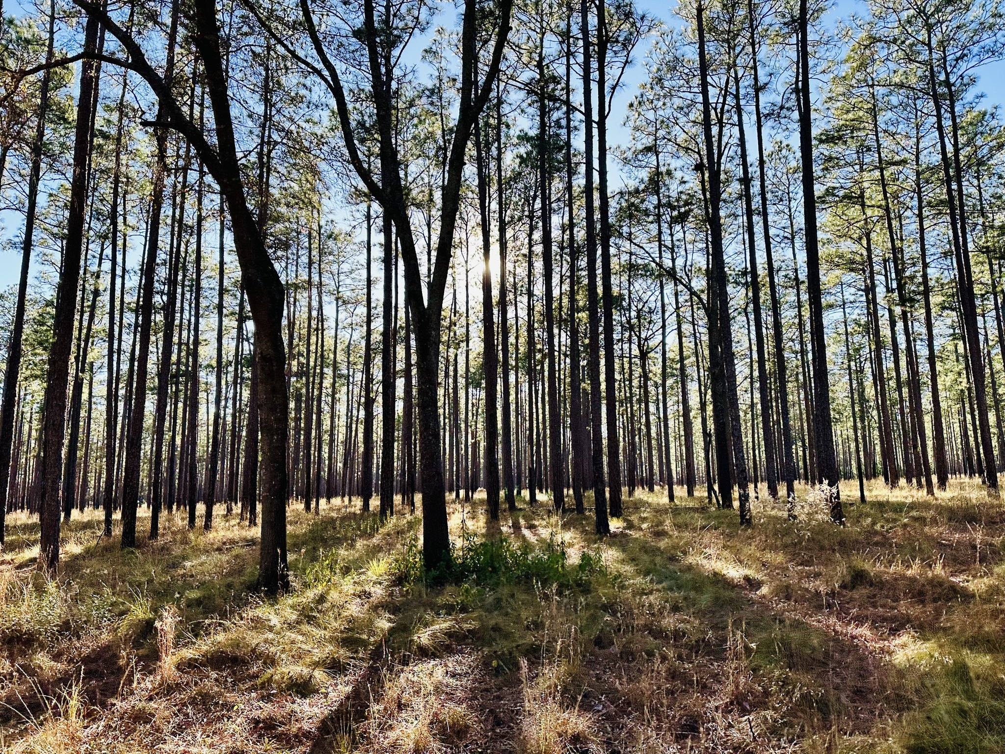 Samara Plantation