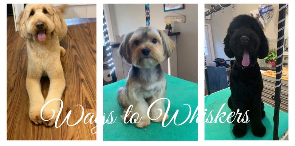 Wags to Whiskers Pet Grooming