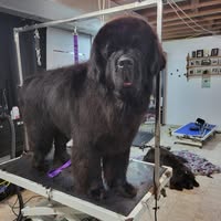 Pawz Furever Grooming by Dawn