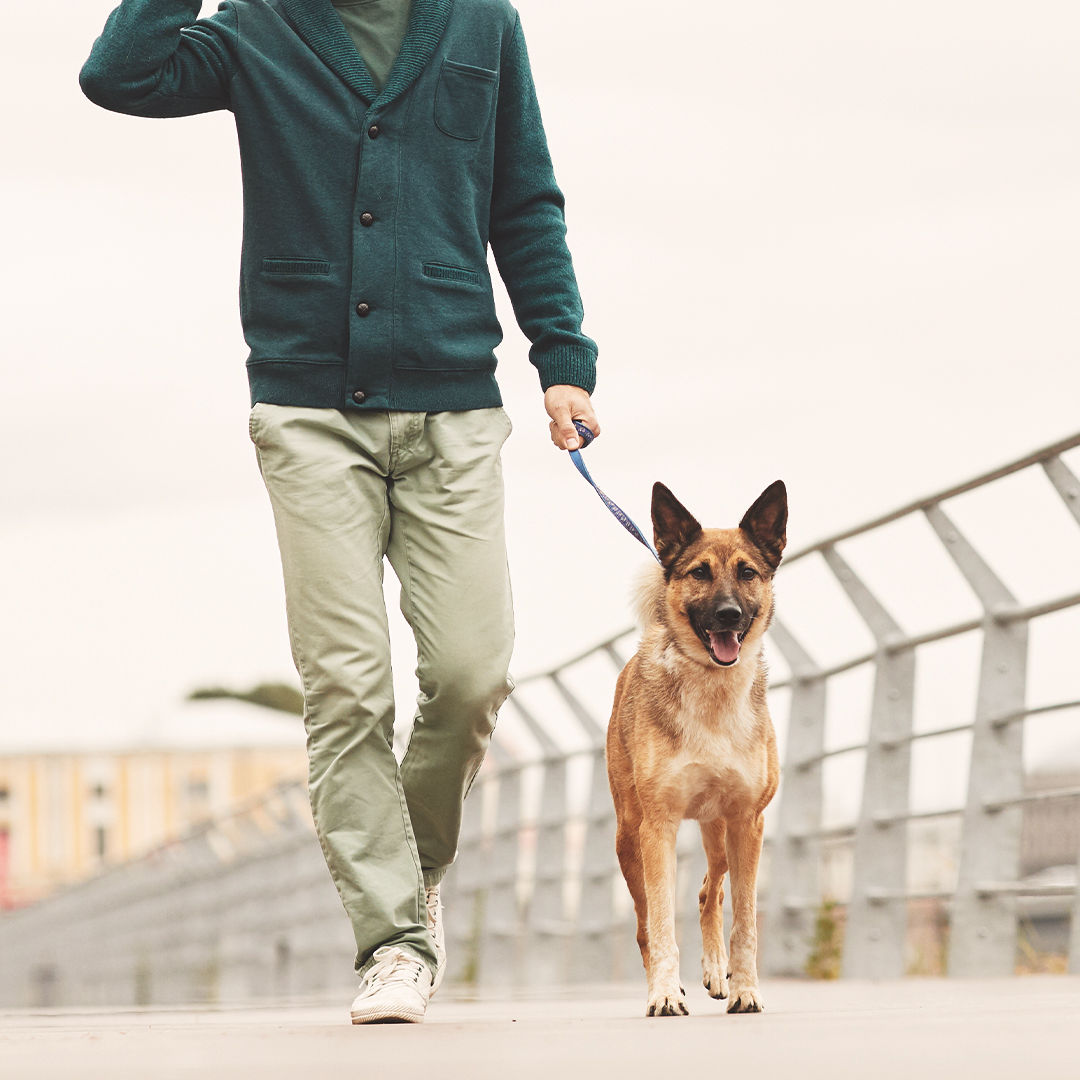 Dog Training NYC