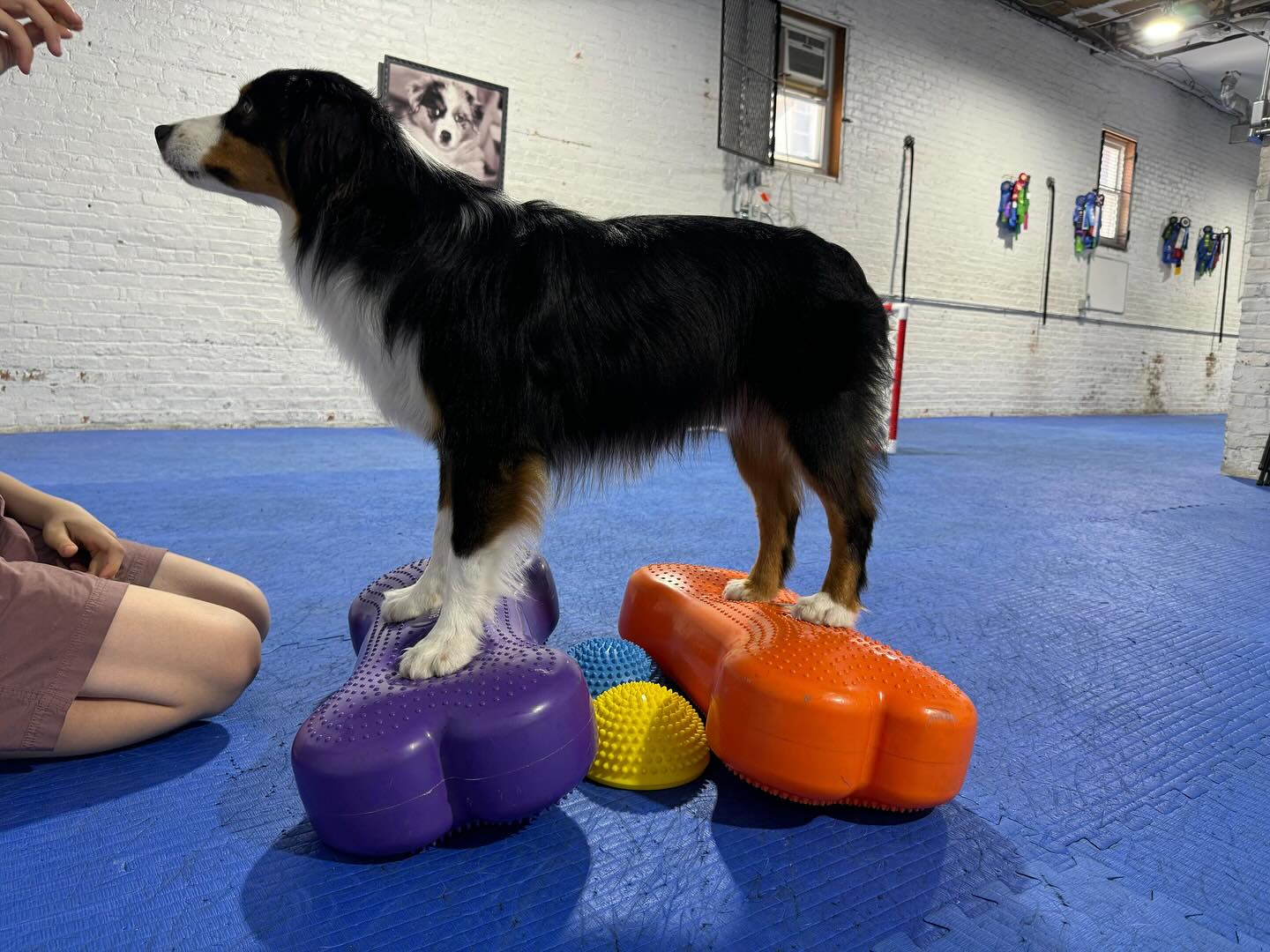 Doggie Academy